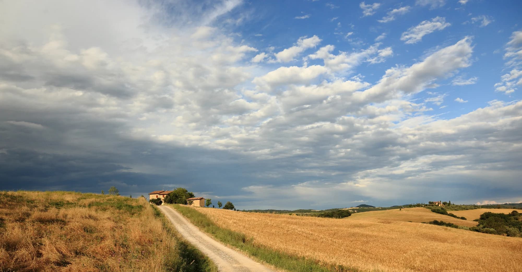 The Chianti hills at harvest time — rows of Sangiovese vines heavy with purple grapes, the distinctive black rooster sign of the Chianti Classico consortium marking a vineyard entrance, the towers of San Gimignano visible on the distant horizon, the air thick with the smell of fermenting grape must