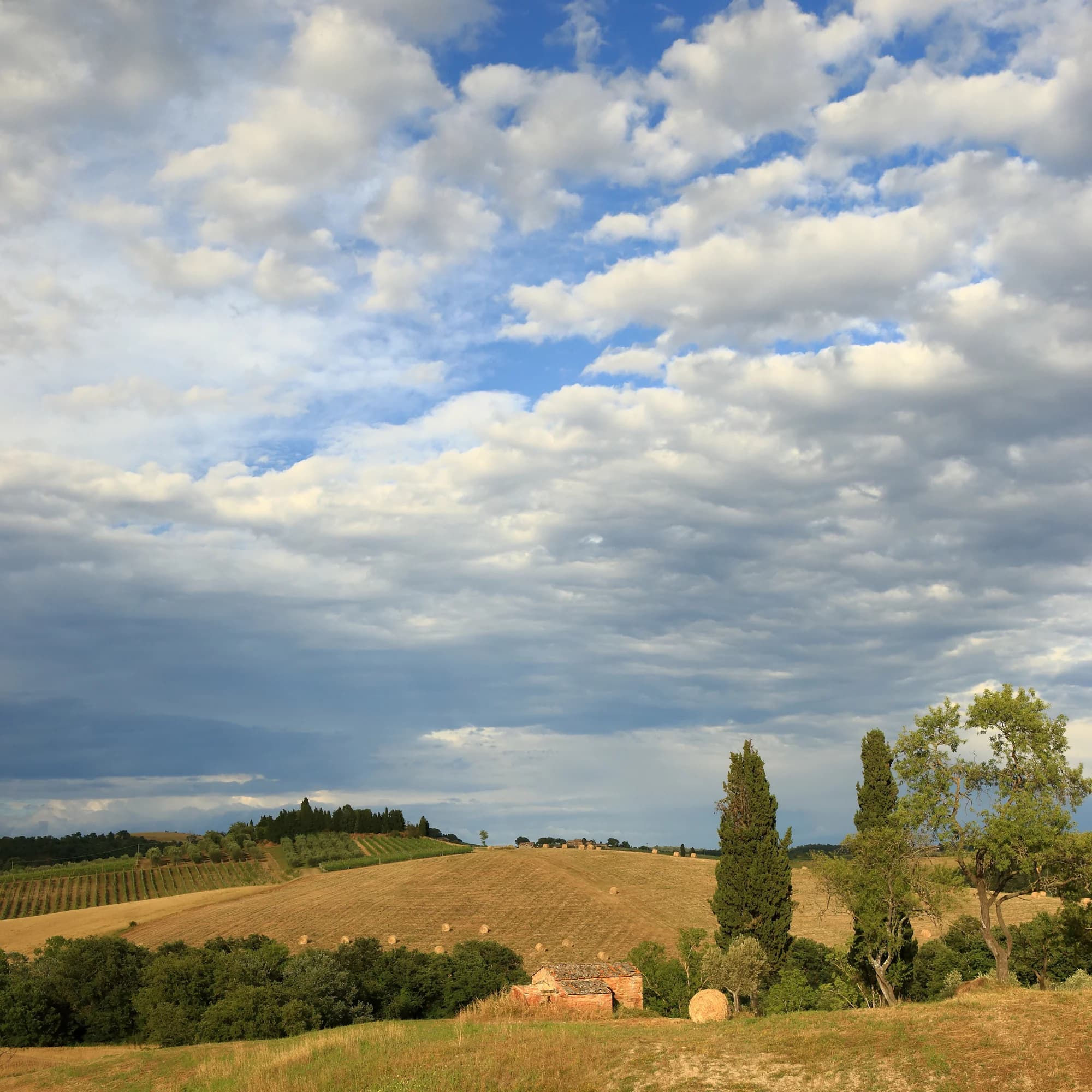 The cypress-lined road to Pienza at golden hour — the trees casting long shadows across the wheat fields, the Renaissance town a perfect profile on the hilltop, the Val d'Orcia stretching away in folds of gold, green, and the pale blue of distant hills