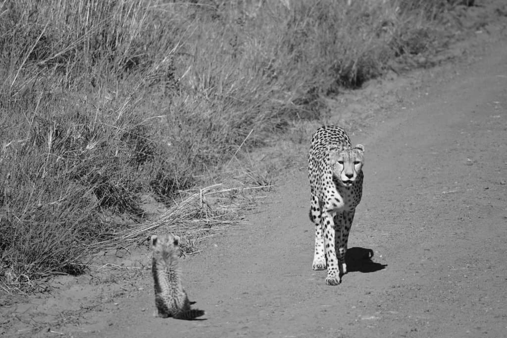 Cheetah walking along a dirt road with her cub in black and white