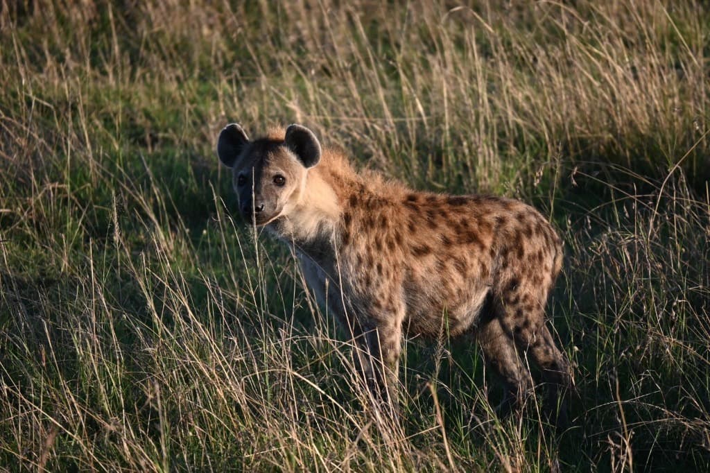A hyena standing in golden savannah grasses in the Masai Mara